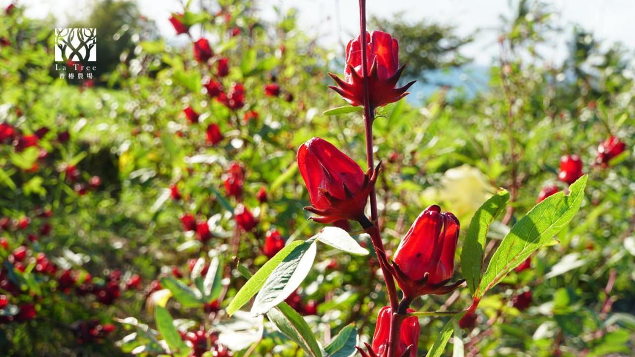 东河La Tree 普椿農場木子莊園公寓 外观 照片